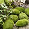 Miniature Moss Stone Artificial  Moss Lawn Micro Landscape Ornament Garden Diy Decoration