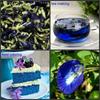 English Title: Premium Dried Blue Butterfly Pea Flowers Tea 500g Natural