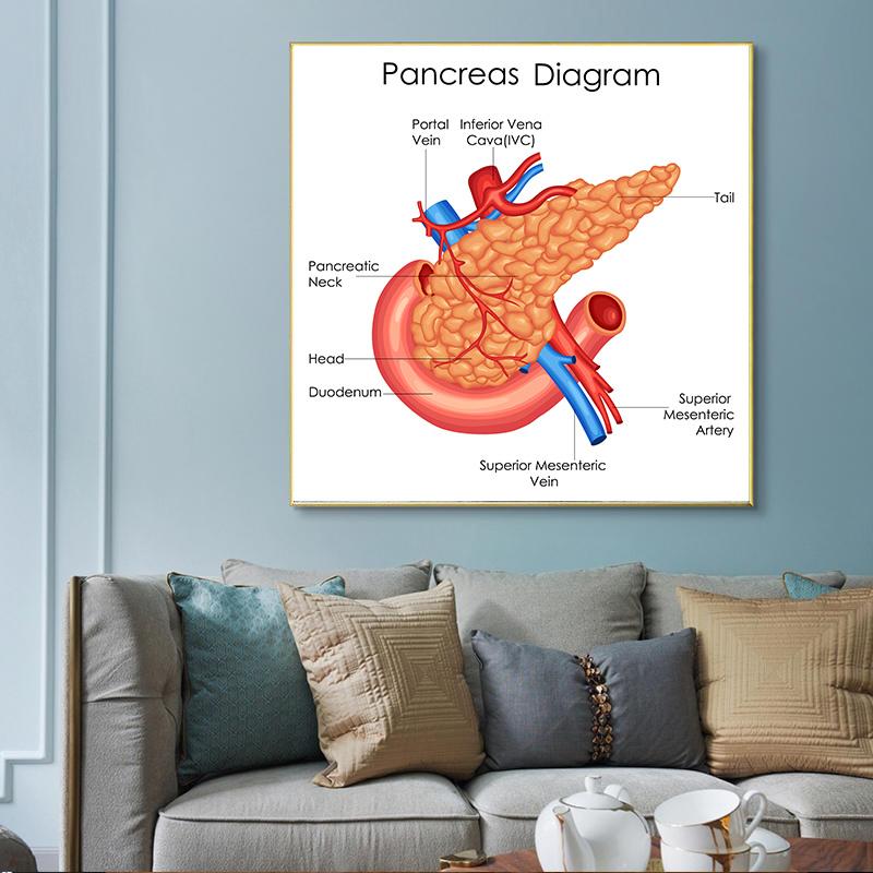 Human Organs Brain Liver Heart Anatomy Poster Print Canvas Painting Human Body Map Medical Classroom Office Room Home Decoration