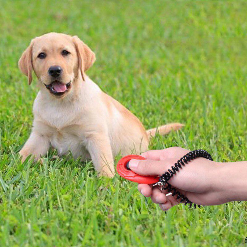 dog training tools clicker