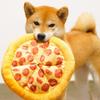 Perros – Juguetes para perros