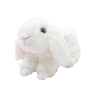 Take Off Maroon Rabbit Holland Lop White