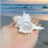 Thousand-Hand Snail, Chrysanthemum Snail, Natural Seashell, Fish Tank Decor, Aquarium Landscaping, Mediterranean Style Mini Ornament
