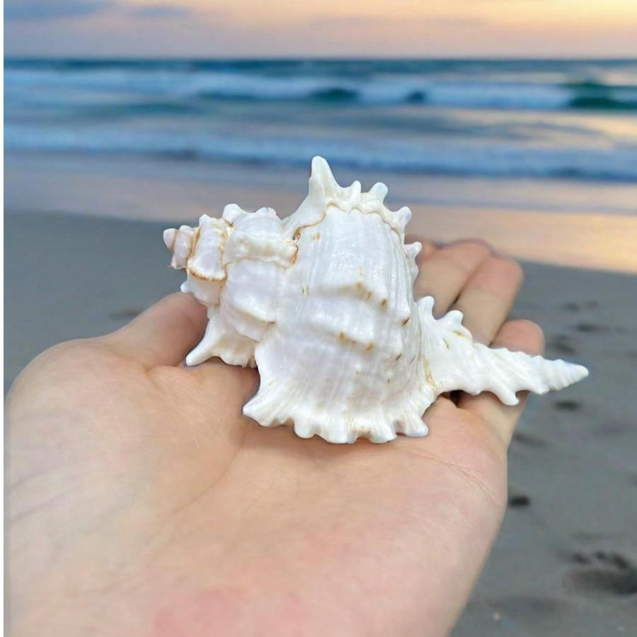 Σαλιγκάρι Χιλιοχέρηδων, Σαλιγκάρι Χρυσάνθεμο, Φυσικό Θαλασσινό Κέλυφος, Διακόσμηση Ενυδρείου, Διαμόρφωση Ενυδρείου, Μικροσκοπικό Στολίδι Μεσογειακού Στυλ