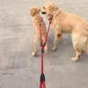 Nylon Ribbon Double Dog Leash Braided Tangle Training Traction Dog Rope