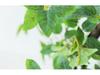 Luxurious Staircase Decor: Bionic Green Rose Vines & Leaves