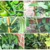 Plastic Plant Support Clips Plastic Clips Suitable for Securing Plant Tomato Vine Clips Plant Fixing Clips for Climbing