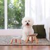 Elevated Dog Bowl Set Insert Dish Feeders And Easy To Clean Design For Small To Large Dogs Feeding Stand