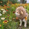 Funny Lion Wig for Cats & Dogs - Cute Halloween Costume Hat