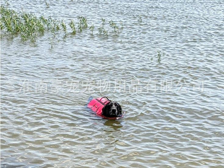 Reflektierende Hundeschwimmweste Badeanzug