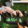 Animal Model Ranch Set: Chicken, Dog, Cow, Sheep, Horse Miniature Toy Scene