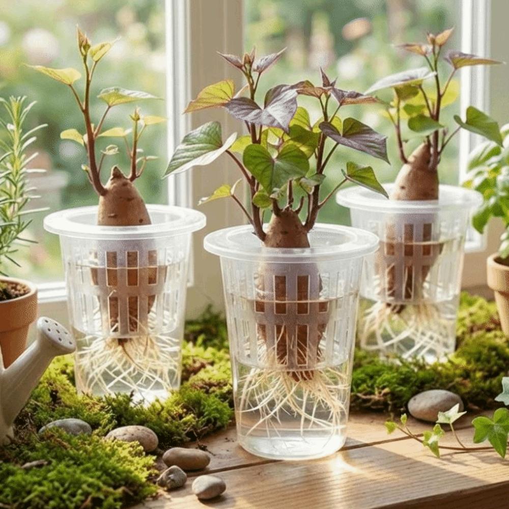 Coppette a Rete Idroponica in Plastica Trasparente Coppette per Propagazione Piante con Vista Radici Vasi Idroponici Trasparenti Fioriera Vaso per Piantine da Orto