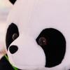Plyšová hračka Panda Krásné plyšové panenky Hračky plně naplněné Vycpané zvířátko Panenka Závěsná ozdoba Dětský narozeninový dárek