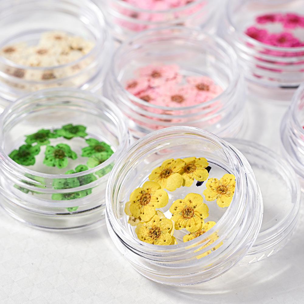 10PCS/Box Small Daffodil Dried Flower for Nail Art Decorations Natural Real Pressed Flower Making up Phone Case Mold Making