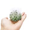 One Vent Decompression Hand Pinch Reticular Grape Ball Creative Bad Decompression Toy