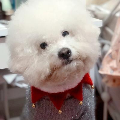 Ropa y calzado – Accesorios para perros