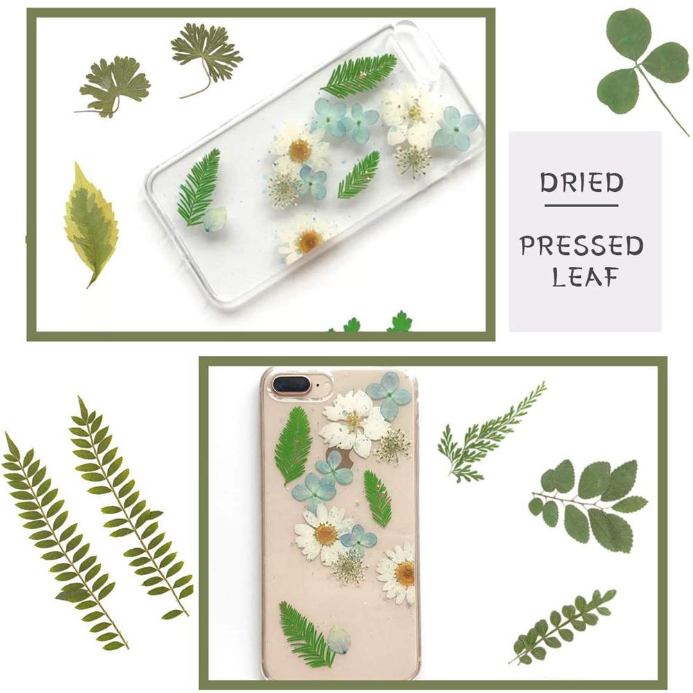 Art Craft Leaf Specimen Resin Accessory Dried Pressed Leaves Dried Flowers Artificial Decorations