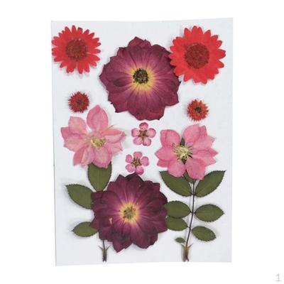 Embellissement Scrapbooking Fleurs Séchées Artisanat pour la Fabrication de Bijoux en Résine