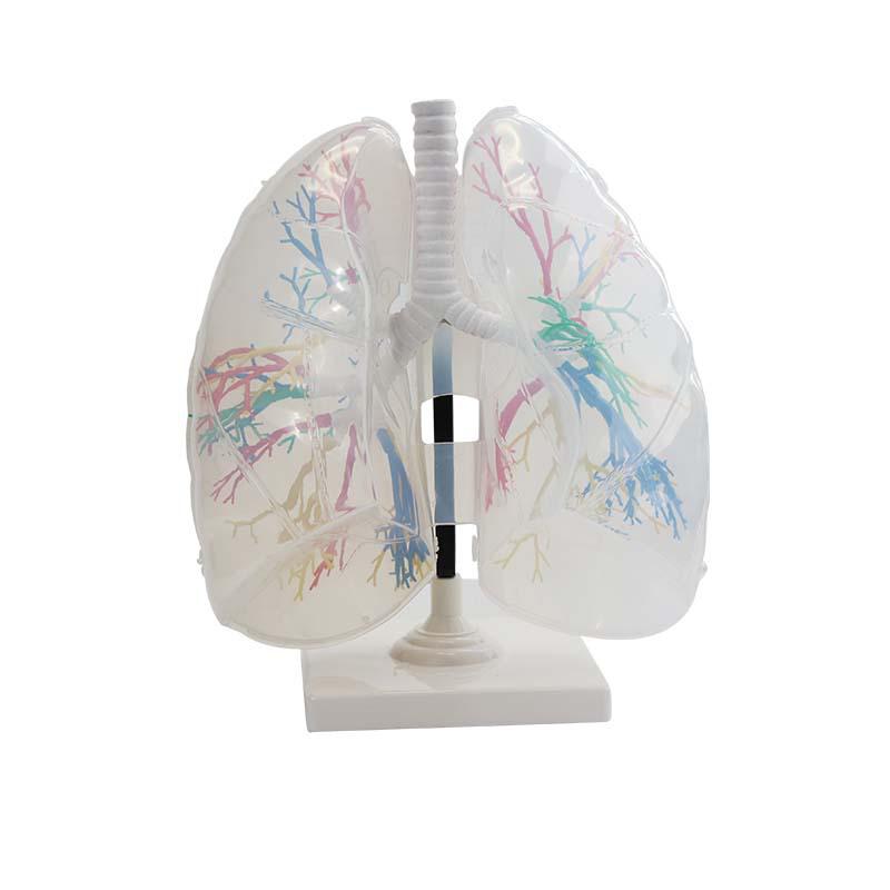 Transparent Human Lung Model: Left &