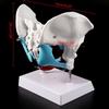 Female Pelvis Pelvic Floor Muscle Model Uterus Ovary Muscle Teaching Resources Educational Removable