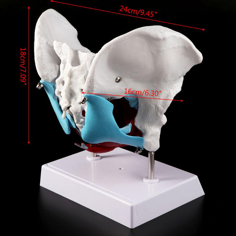 Female Pelvis Pelvic Floor Muscle Model Uterus Ovary Muscle Teaching Resources Educational Removable