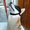 New Adjustable Dog Goggles Cute Sunglasses Anti-UV Sun Glasses Eye Wear Protection Black Dogs Windbreak Eyeglasses Pet Supplies