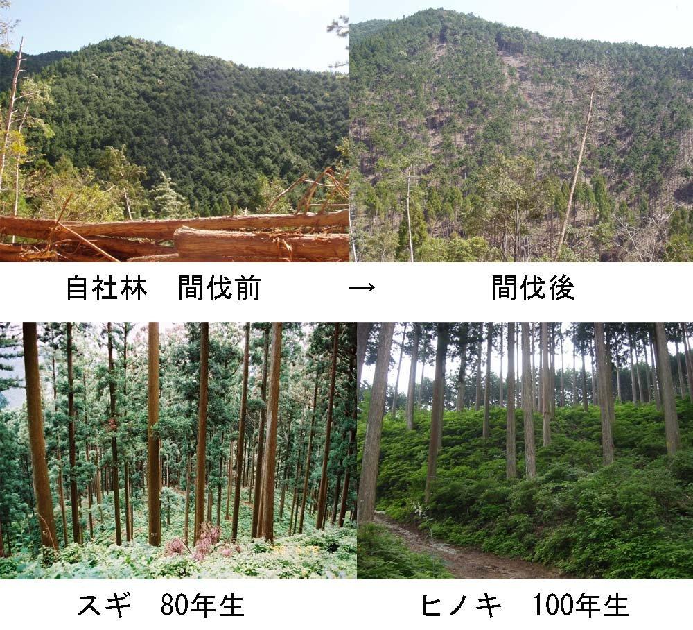 Ikegawa Wood Handy Stand, Hinoki Wood, Elephant Design, Natural, Approx. 39 x 27 x 12 cm, Made in Japan