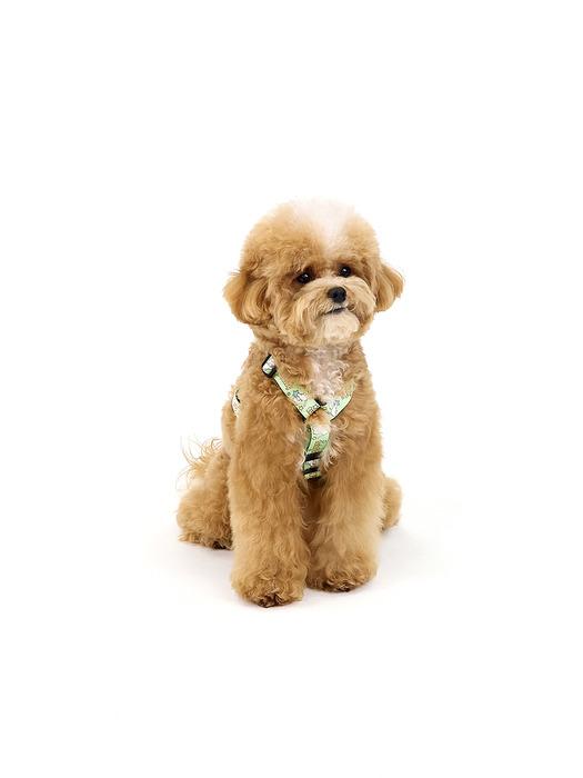 КИНИКИНИ [Киникини Х Ап Ап] МЕРЦАЮЩИЙ ШИК Х-ОБВЯЗКА-ЗЕЛЕНЫЙ S