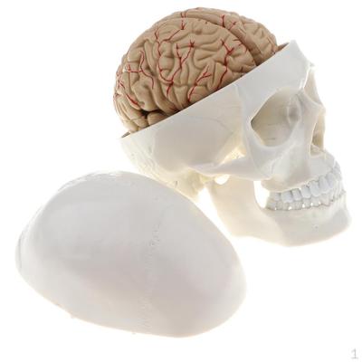 1:1 Model, with 8 Parts Brain Arteries Numbered Marked, Human Skeleton Science Kit