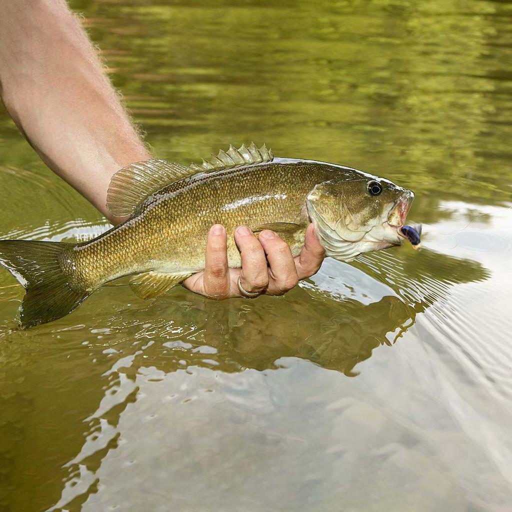 25Pcs/Box Fishing Lure #8 Realistic Bionic Artificial Humpy Fly Yellow/Black Lure Bait Fishing For Trout Fly Flies Bait Lures