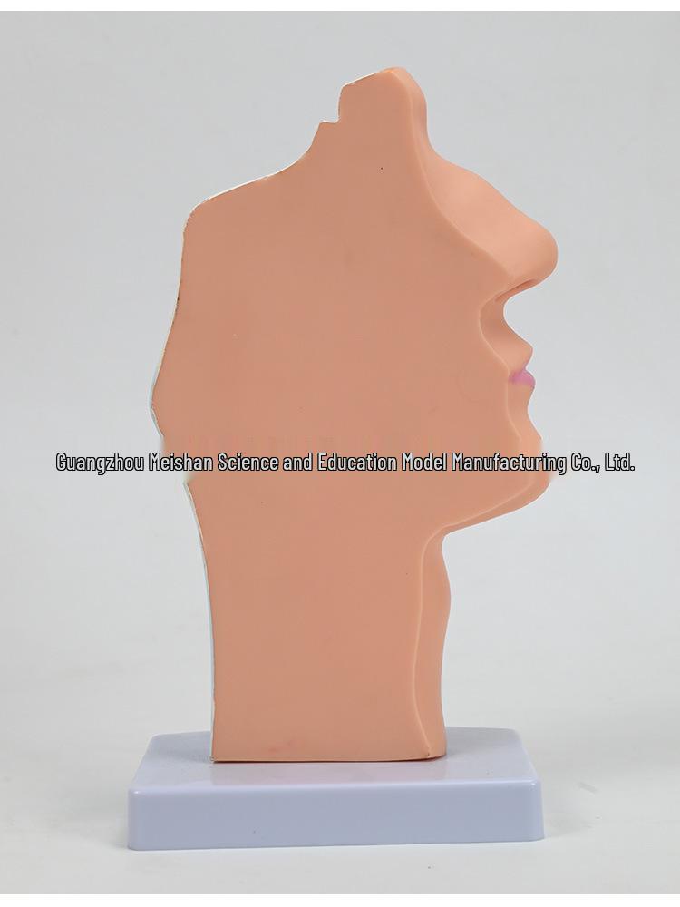 ENT Five Senses Anatomical Model of Human Nasal Cavity, Pharynx, and Mouth
