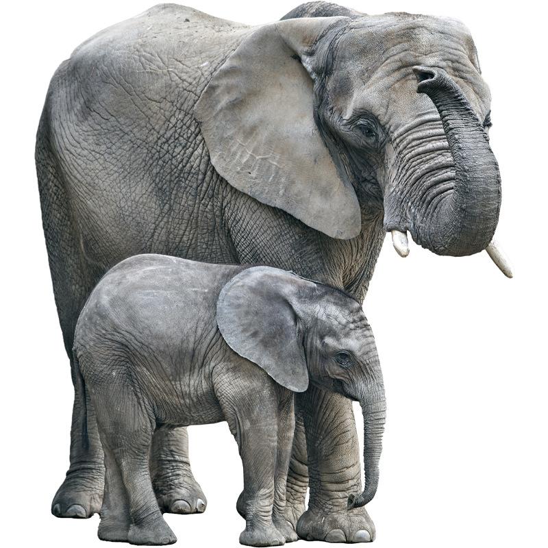 Realistic Elephant Wall Stickers for Bedroom Living Room Nursery Kids Room Home Decor Wall Art Vinyl Decals Peel and Stick Removable