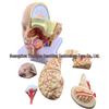 Natural Size Head Anatomy Model with Cerebral Arteries, 4-Part Mid-Sagittal Brain Section