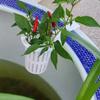 Wall-Mounted Aquarium Plant Basket Water Culture Planter Plastic Hydroponic Hanging Planter Self Watering Planter Containers