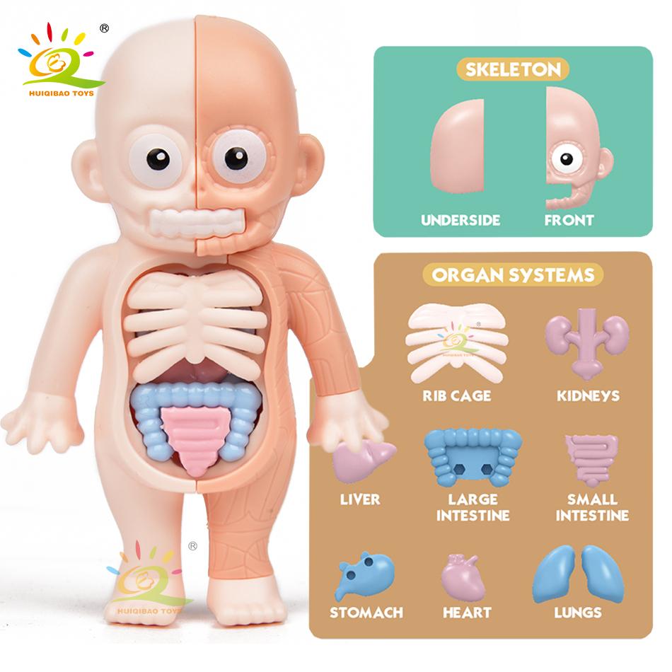 Non-Toxic Kid Montessori 3D Puzzle Human Body Anatomy Model Educational Learning Organ Assembled Toy Body Teaching Tool Children