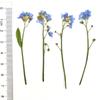Art Candle Making Natural Card Pressed Flower Don't Forget Me Forget-Me-Not with Stem Dried Flowers