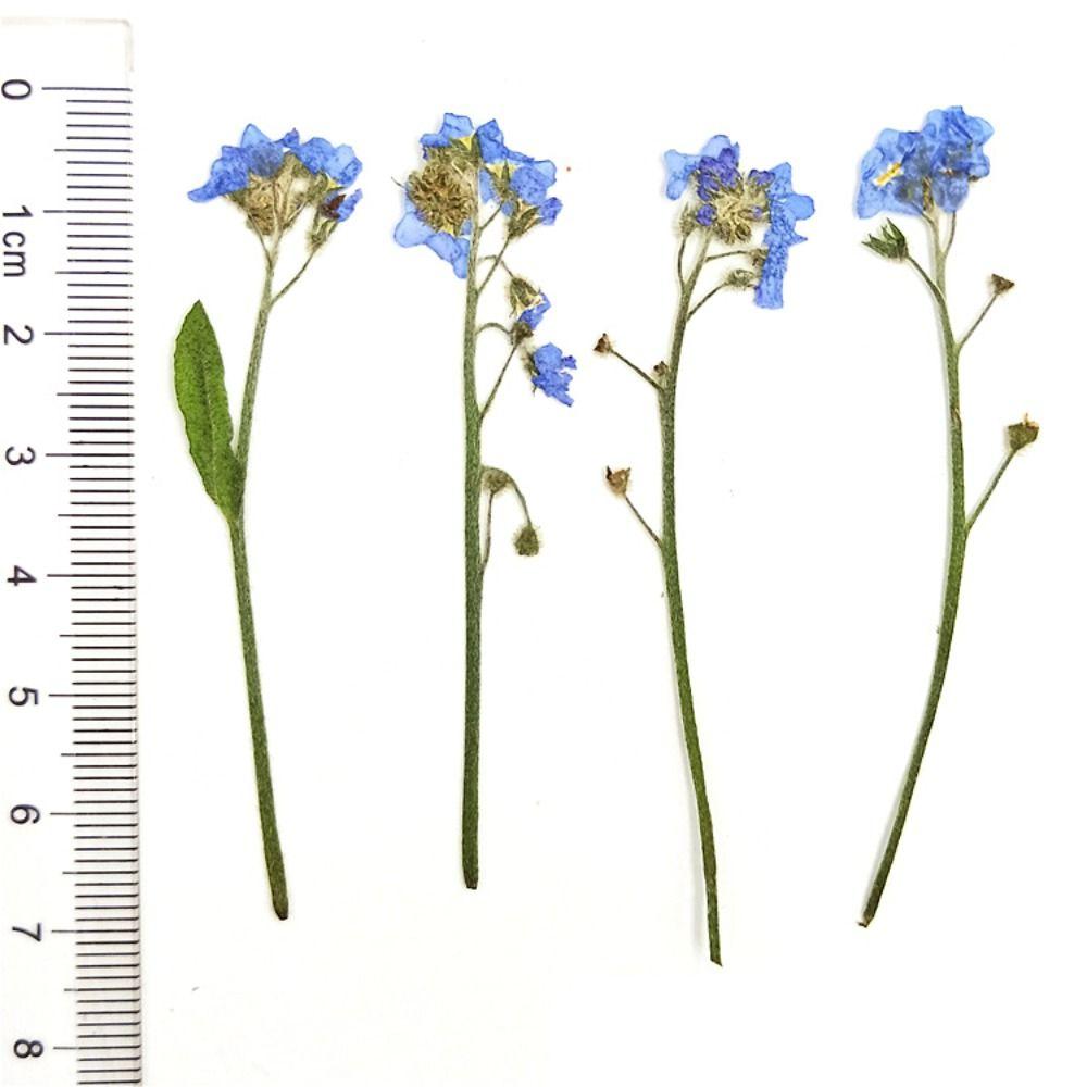 Art Candle Making Natural Card Pressed Flower Don't Forget Me Forget-Me-Not with Stem Dried Flowers