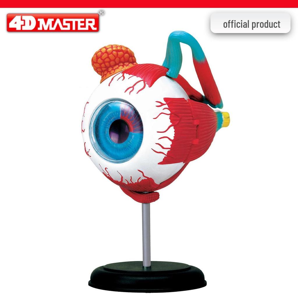 4D Knee Joint Ligament Anatomy Model for Medical Teaching