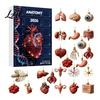 Creative Science Decor 2026 Anatomy Advent Calendar 24-Day Body Organ Ornament Set Human Anatomical Acrylic Hanging Charms for Christmas Tree Gift