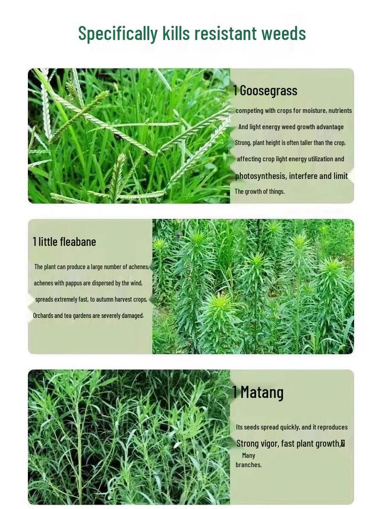Tree Root Rot Eliminator: Powerful One-Drop Solution for Killing Rot, Weeds, and Bamboo