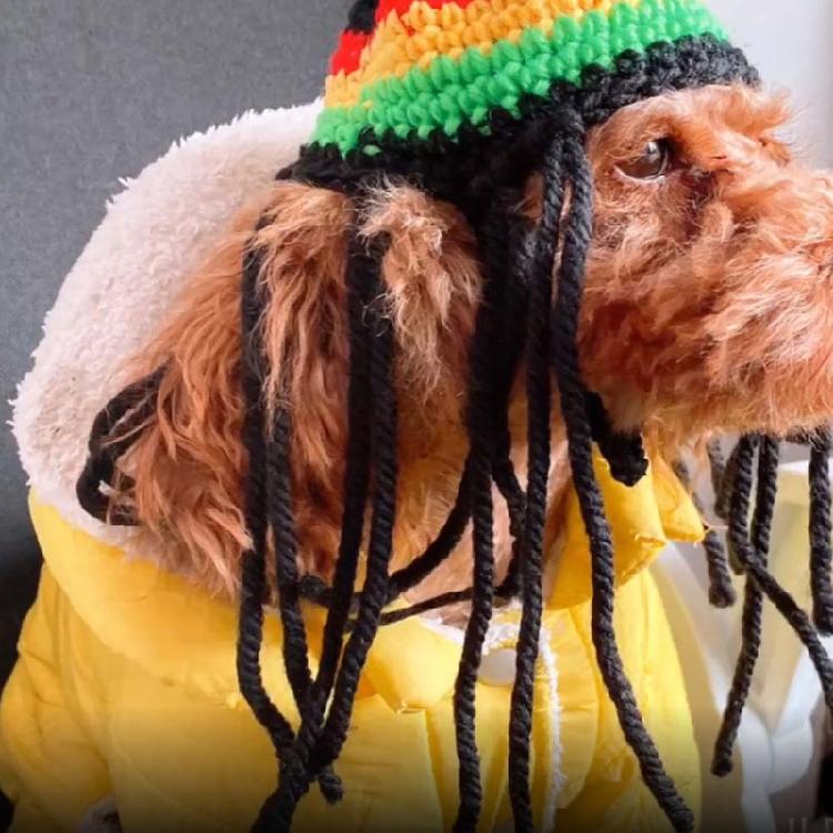Novelty Dreadlocks Pet Hat Fun Woolen Costume for Dog Cats Great for Daily Wear Halloween Birthdays and Event Dressingup
