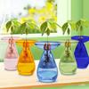 Colorful Transparent Avocado Hydroponic Vase Glass Avocado Seed Starter Vase Plant Seed Growing Kit Gardening Lovers Home Decor