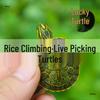Live Broadcast: Select Turtle Species - Grass Turtle, Yellow-Eared Slider, Map Turtle, Flame Turtle, Donut Ink Turtle, Ornamental Turtle
