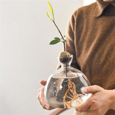 Avocado Seed Starter Vase Transparent Glass Hydroponic Flower Vase for Plant Seed Growing Container for Gardening Lover
