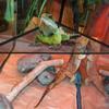 Elastic Triangle Pet Accessories Reptile Habitat Bird Ladder Bearded Dragon Hammock Lizard Bed