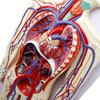 ENOVO Human Circulatory System Anatomical Model
