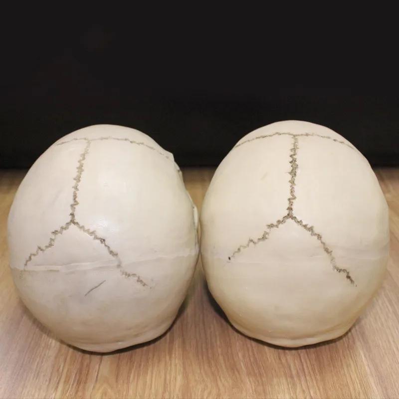 1:1 pryskyřičná socha lebky, vzdělávací a malířská, specializovaná lékařská modelová sada, realistický bytový dekorační 3D model lebky 19*15*14 cm