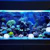 4 Pack Submersible LED Lights Waterproof LED Underwater Light with Suction Cup Magnets and RF Remote Control RGB LED