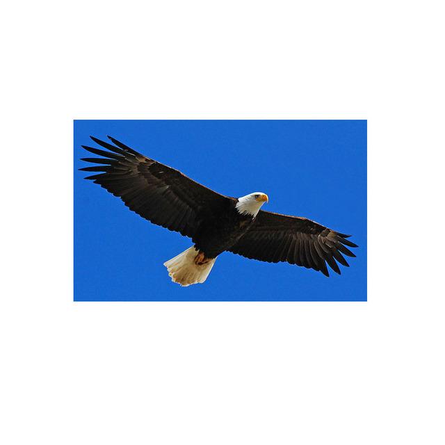 Eagle Painting Canvas Posters and Prints Wall Art Pictures for Living Room Bird Animal Home Decor Decorative Cuadros No Frame