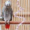 Adjustable Rope Perch for Bird Cages, Climbing Toy Parakeet and Parrot